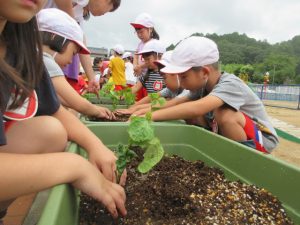 黒大豆苗植え付け