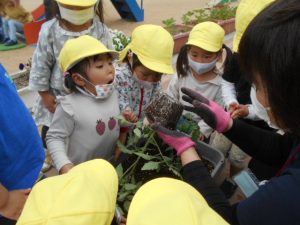 トマトの苗を植える園児