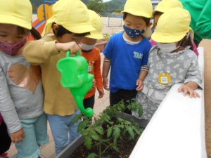 野菜に水をやる園児