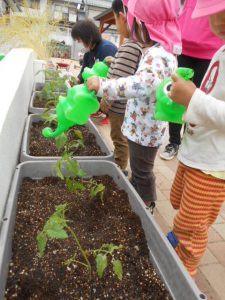 野菜に水をやる園児