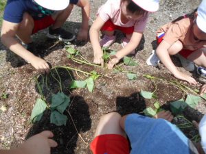 サツマイモの苗を植える園児