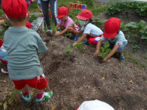 畑に黒豆の苗を植える園児