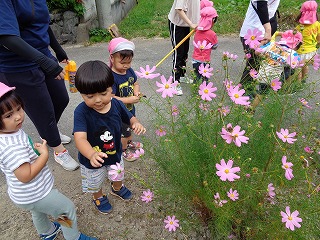 コスモスを見る園児