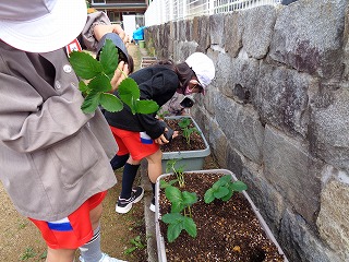 苺の苗を植える園児