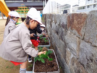 イチゴの苗を植える園児