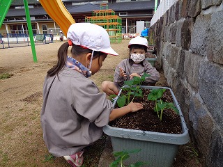 苺の苗を植える園児