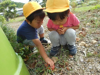 柿を触る園児