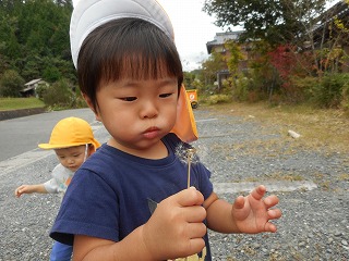 タンポポの綿毛をふく園児