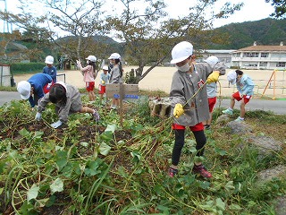 サツマイモ掘りをする園児