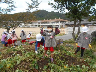 大きなサツマイモを掘った園児