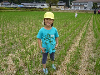 アメリカセンダングサで遊ぶ園児