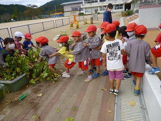 黒枝豆を抜く園児