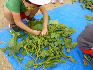 枝豆もぎをする園児