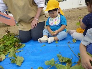 枝豆もぎをする園児