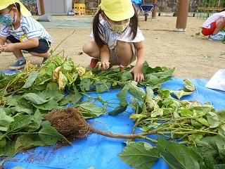 枝豆もぎをする園児