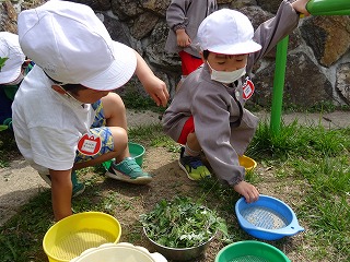 ヨモギを摘む園児