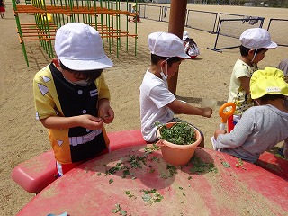 ヨモギで遊ぶ園児