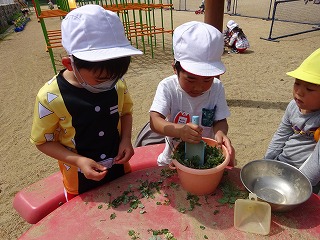 ヨモギで遊ぶ園児