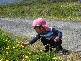 タンポポを摘む園児