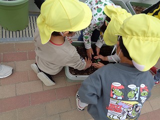 野菜植えをする園児