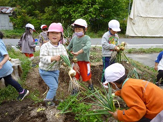 タマネギの収穫