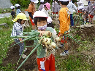 タマネギの収穫