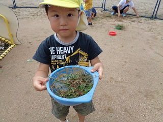 草引きをする園児