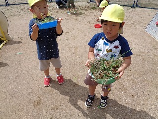 草引きをする園児