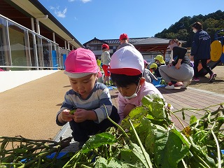 枝豆をもぐ園児