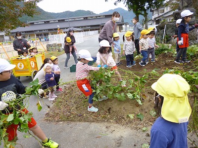 芋ほりをする園児