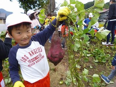 大きな芋を持つ、園児