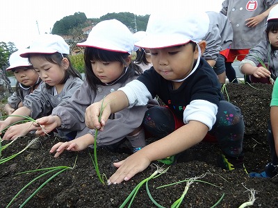 タマネギを植える園児