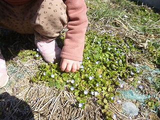 オオイヌノフグリを触る園児