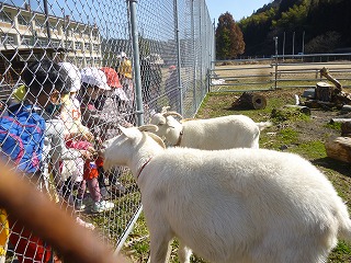 ヤギに餌をあげる園児