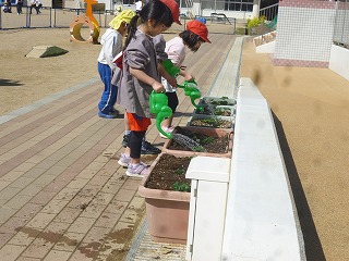 イチゴの苗に水やりをする園児