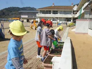 イチゴの苗に水やりをする園児